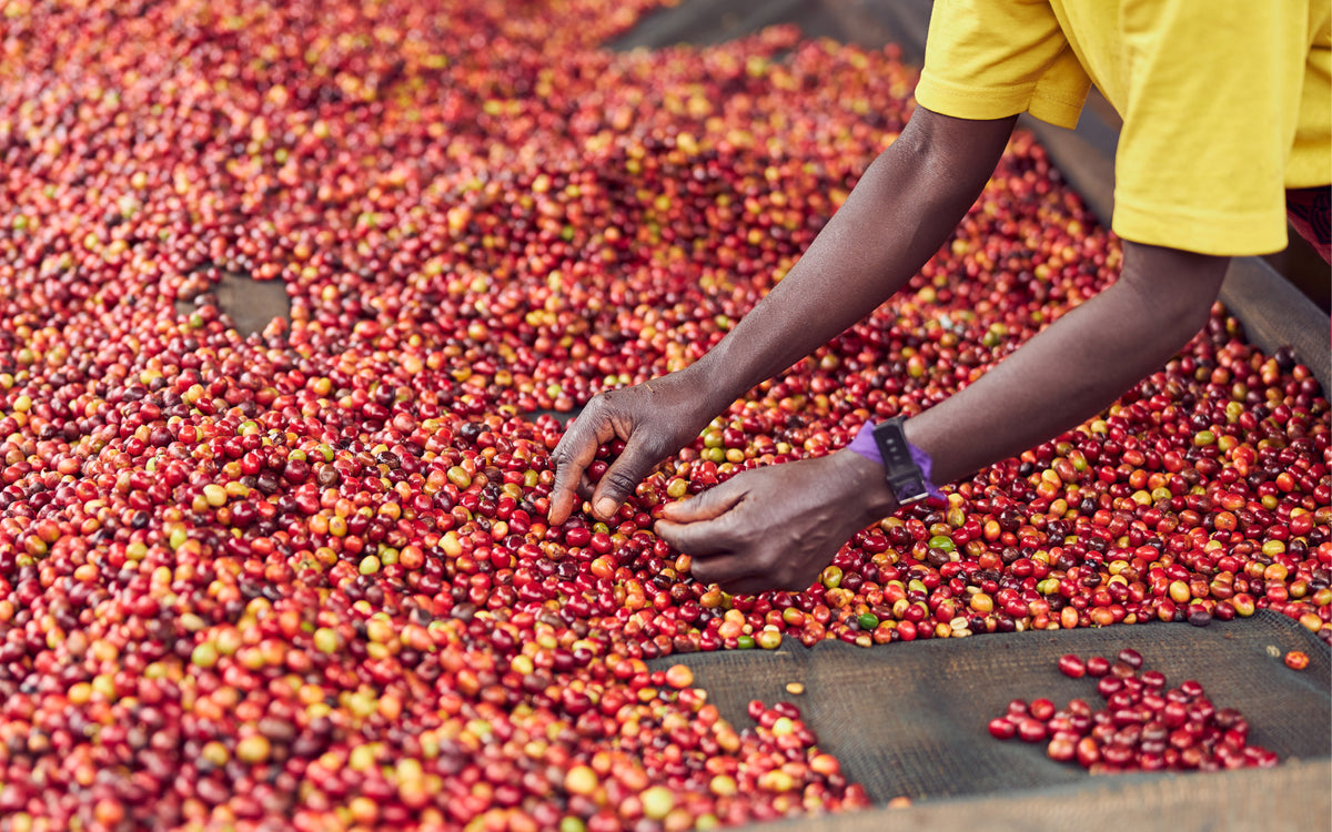 Die besonderen Eigenschaften von afrikanischem Kaffee