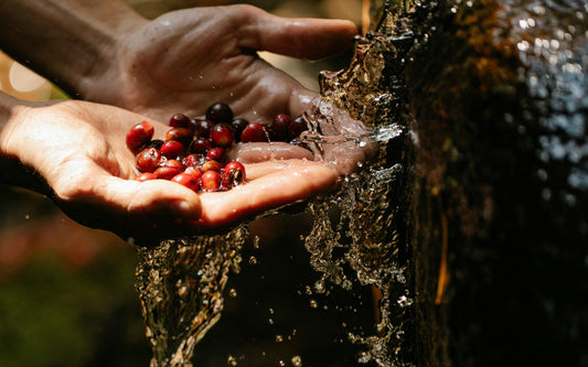 Äthiopien Kaffee Aufbereitung: Natural oder Washed Coffee
