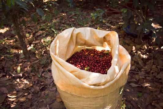 Wie Wildkaffee Regenwälder schützt – und warum dich das etwas angeht